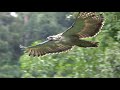 Watch an Endangered Philippine Eagle Chick Grow Up in Rare Video | Nat Geo Wild
