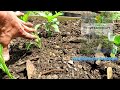 Tomato, Pepper, & Cucumber Plant Spacing and Planting Options: Maximizing Space and Harvesting!