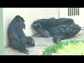 Silverback wants to make up with his son.｜Shanabi Group