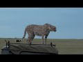 Cheetah in the Car: Face to Face with a Cheetah in the Masai Mara