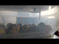 Fresh hatched quail in incubator