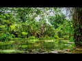 Rainforest Ambience • Beautiful Sounds of Nature for Sleeping, Studying and Relaxation 🐒🌳🦜🌿 [BMA]