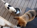 German Shepherd & Rat Terrier stare down.....