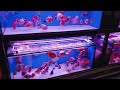 China Aquarium Fish Market - CRAZY
