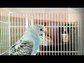 (49)🟡beautiful parrots i Cocorite 🥰♥️🇮🇹 #starvideo2000 🍬 #ilciclistaabdel 🚴