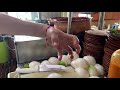 Picando cebolla nivel experto