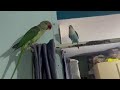 my parrot and African bird conversation 😝😛😆😆😀😃