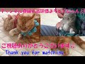 【猫おもしろ】懲りずに。。忍び寄る・・あれ・・【保護猫】【マンチカン】【スコテッシュフォールド】Without discipline. .. Creeping ... that ...