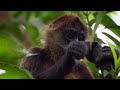 Short cinematic jungle trip. Wildlife of costa rica. (4k, FX3, DJI Mavic 3 Pro)