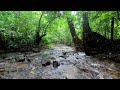 🌿４K 🌿Forest Sound / soothing stream sound from the tropical rainforest
