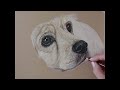 Pastel Dog Portrait #petportraitartist #drawing #art  #customartist #commissionartist