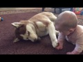 Siberian Husky plays gently with baby