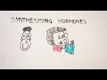 Health Benefits Of Vitamin B Complex! Natural Foods High In B Vitamins (Whiteboard Animation)