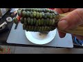 ⟹ Oaxacan Green Dent Corn From Mexico | Corn Review | HRSeeds