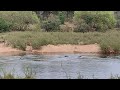 Hippopotamus at Sabie River South Africa September 2023