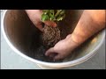 SUPER EASY Method To GROW Chrysanthemum From Cuttings