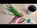 Growing Green Onions - Over and over and over