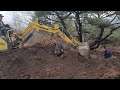 소나무 단근작업