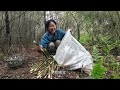 雨后小竹笋疯长，媳妇拔笋速度真快，10分钟拔一蛇皮袋，拔过瘾了！竹笋在淘宝店铺：香香农货店