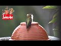 Hummingbird FOUNTAIN Upcycle Attracts Tons of Hummingbirds *NO Sun Solar AC Needed PORTABLE Birdbath