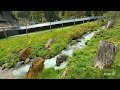 Thrilling Toboggan Ride | Fast Alpine Slide through Beautiful Lush Landscape 2024