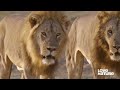 Rogue Male Lion Trio Prepares to Take Down Nsefu Pride Alphas