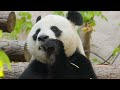 4K World Animals & Wild Sounds | 4K Wild Animals Relaxing Film | Wildlife Animals ScreenSaver