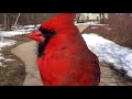 Cardinal Hand Feeding HQ HD