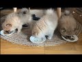 Cute  Pomeranian pups  from (day 1   day 60 )