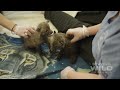 Adorable Baby Foxes - STAYING WILD TV - wildlife rehabilitation
