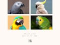 Teach Your Parrot To Talk and Say Common Phrases! Play This Video On Loop While Away - Female Voice
