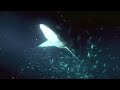 Overfishing - excerpt from Planet Ocean the movie