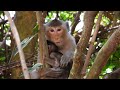 Family monkeys forest - Cute baby monkey 19
