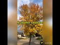 DIY Autumn season in Canada