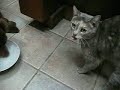 3 legged dog and cat share dinner