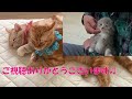 【猫おもちゃ】猫達とモトマウスで遊ぼう♪【マンチカン】【スコテッシュフォールド】【保護猫】Let's play with cats and Motomouse ♪