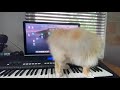 A cat playing ‘Who Let The Dogs Out’ on piano.