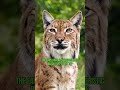 Eurasian Lynx The Third Largest Predator in Europe #shorts