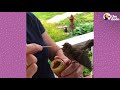 Woman Finds A Baby House Finch Bird On Her Porch | The Dodo Little But Fierce