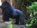 Momoko commit a child to the care of Haoko Gorilla at Ueno Zoo　上野動物園のゴリラ　モモコ、コモモをハオコに預ける