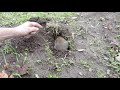 Watch a Gopher dig tunnels in the 