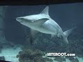 INTERCOT: The Living Seas - Preshow Movie, Hydrolators & Sea Cabs - 2000