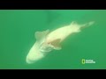 Orca Hunt Seven Gill Sharks | Orca vs. Great White