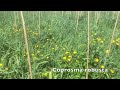 Regenerating New Zealand Native bush - Starting from a paddock?!