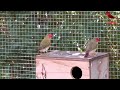 Aviary Tour | Finches and Softbills | Outdoor Bird Aviary