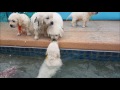 5 week old retriever puppies swim for first time