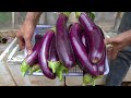 Revealed:The secret to growing eggplant in a greenhouse for many fruits