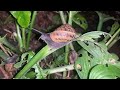 Snails caught red handed, eating my plants!