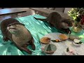 [Original Video] Otters' Christmas in Hakone