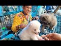 Galiff Street Pet Market Kolkata | dog market in kolkata | pet market | Gallif street kolkata | Dog
